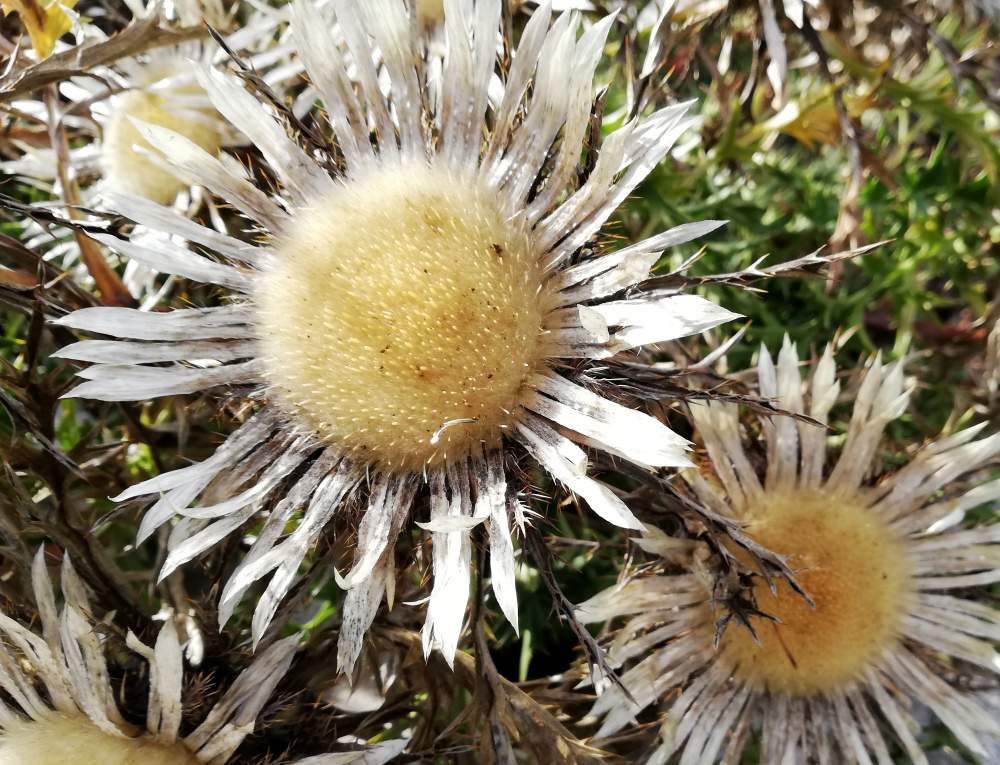 Silberdistel